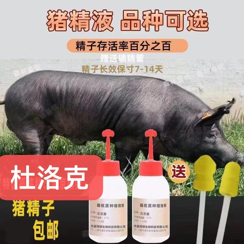 杜洛克种公猪精液一件批发包邮包对版生态养殖母猪专用