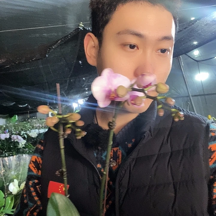 无花朵杭州美女蝴蝶兰