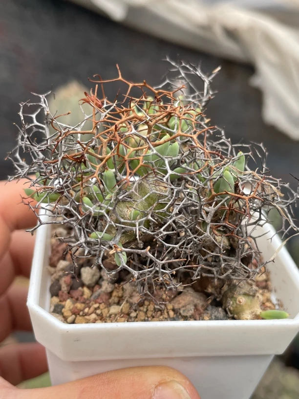 钢丝球万物想块根植物原生老桩一物一拍