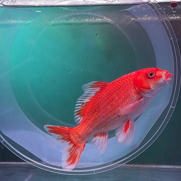 云***艺蝴蝶鲤鱼8号红色蝴蝶鲤