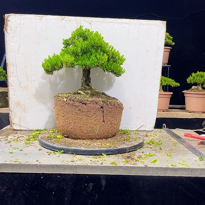 无花朵黄杨盆景四季常绿