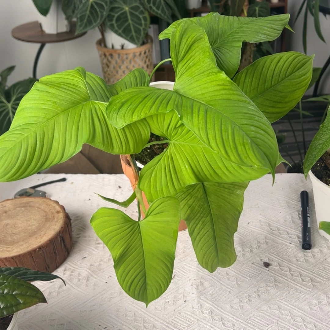 完全开放进口秘鲁蔓绿绒