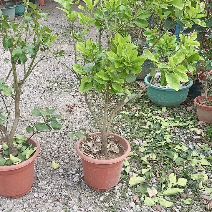 道****)23456788888888苗