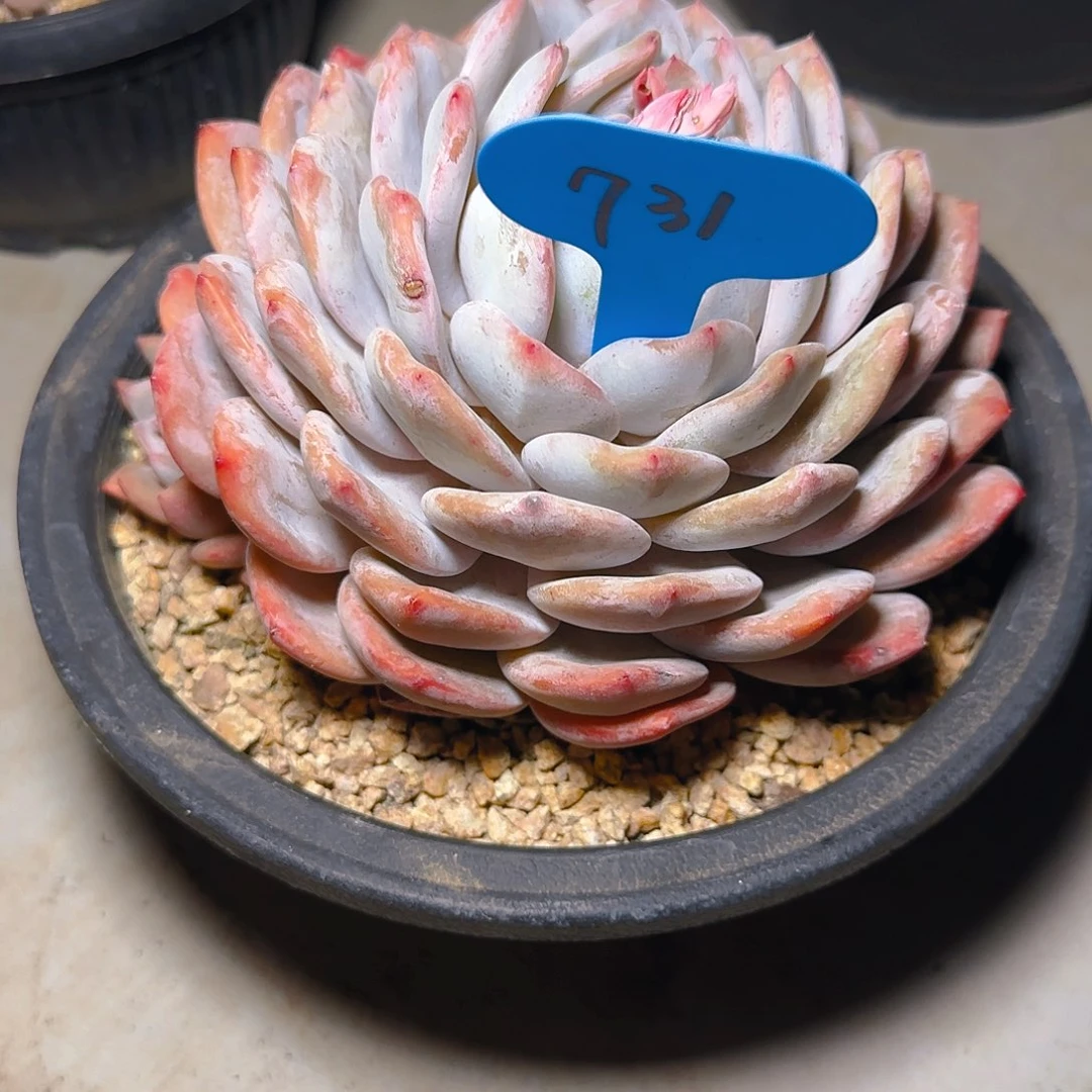 ?****橙梦露731号一物一拍