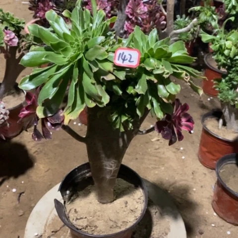 原始绿缀嫁接一物一拍