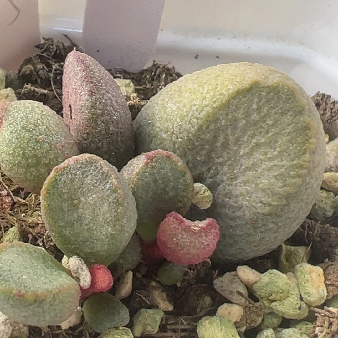 龙渊大苗多头多肉植物72