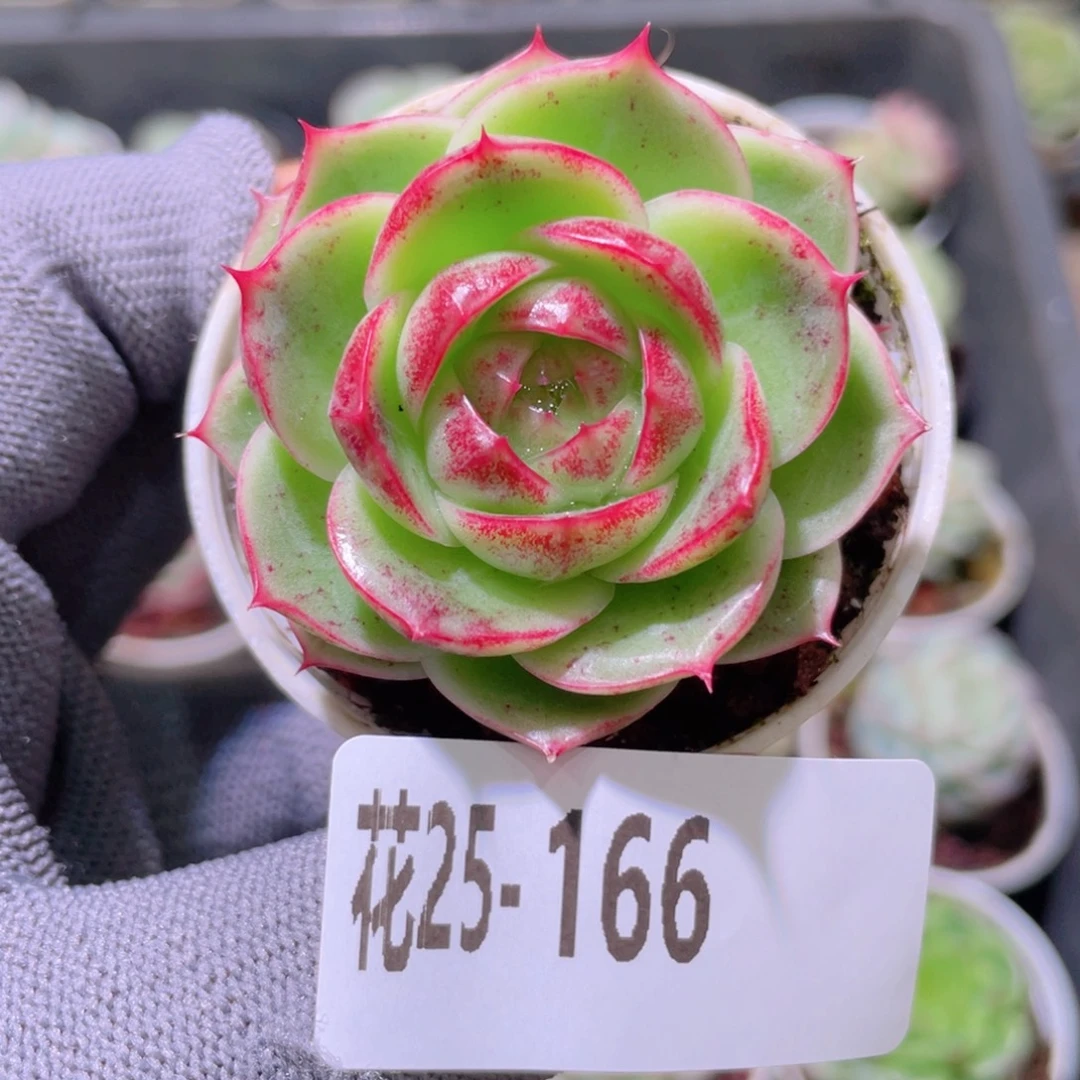 花利美25-166新品珍妮
