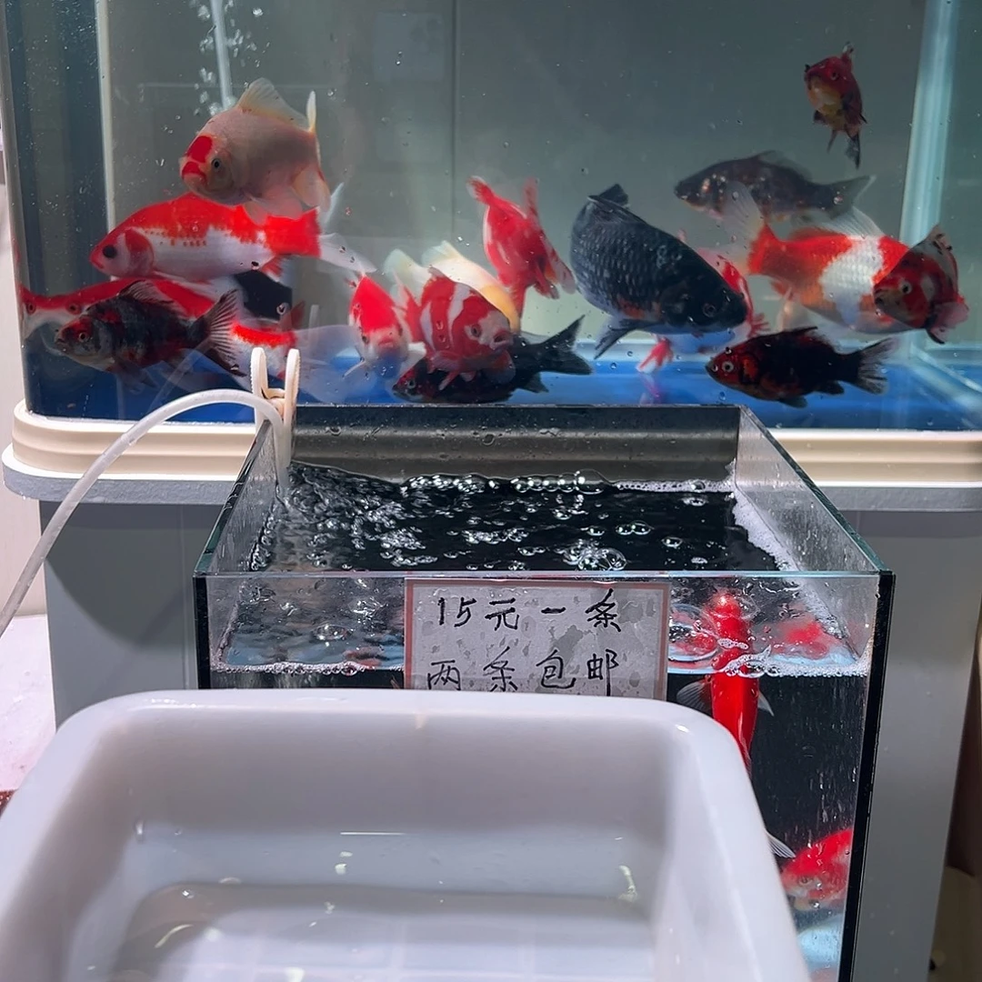 茶***）海水观赏鱼福利多多啊