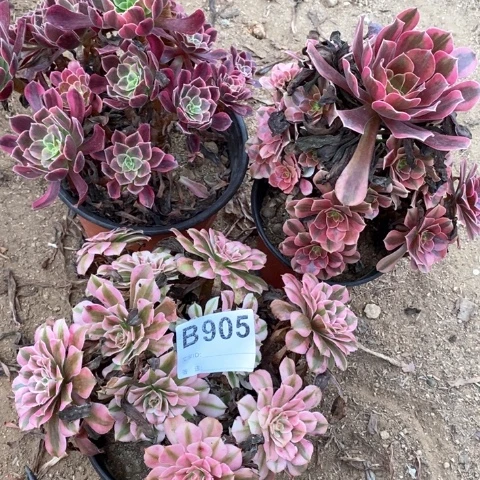 905三颗法师多肉植物