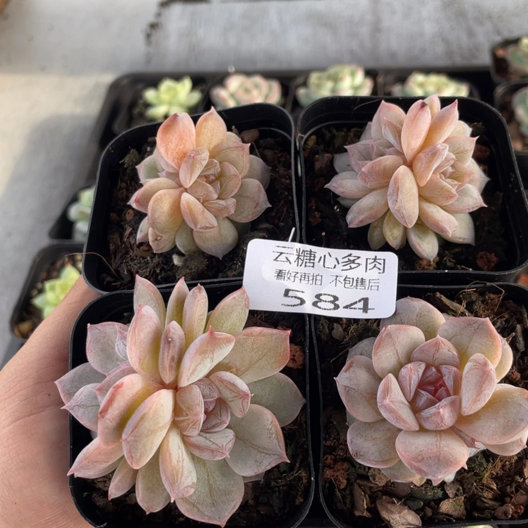 云糖心多肉植物584