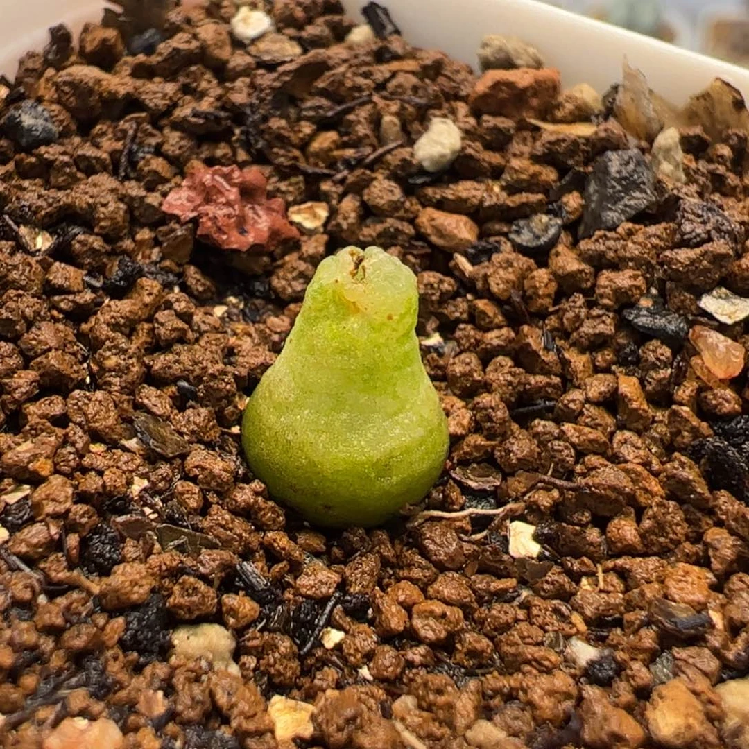 052多肉植物百科