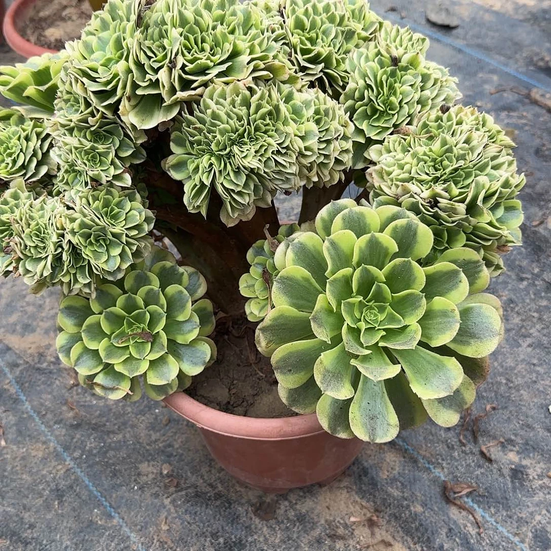 明***好绿豆沙修护他她咯哦哦