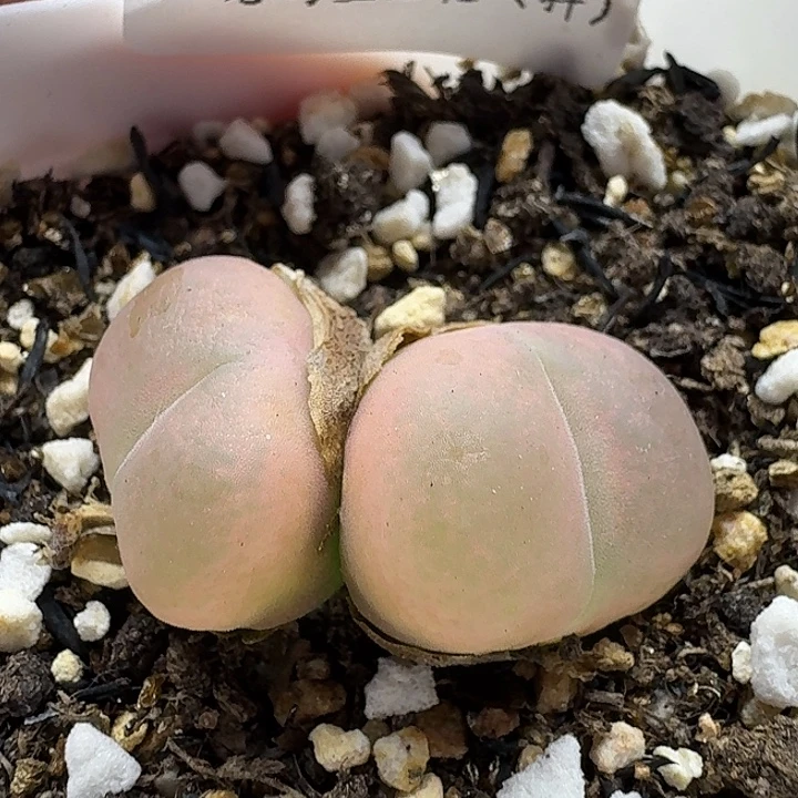 老马生石花双头蟠桃2304