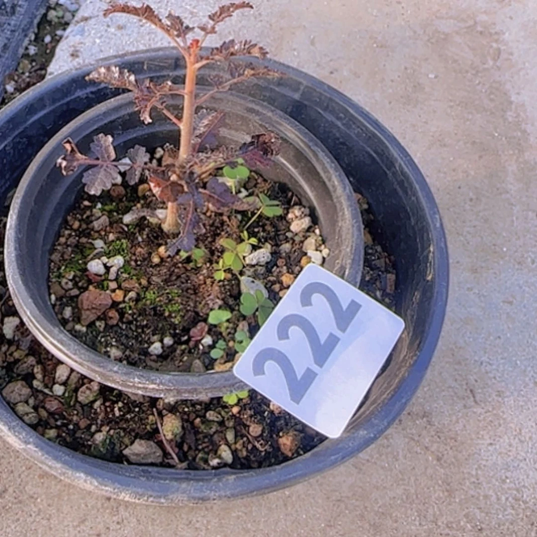 【闪购商品】童***忆块根植物