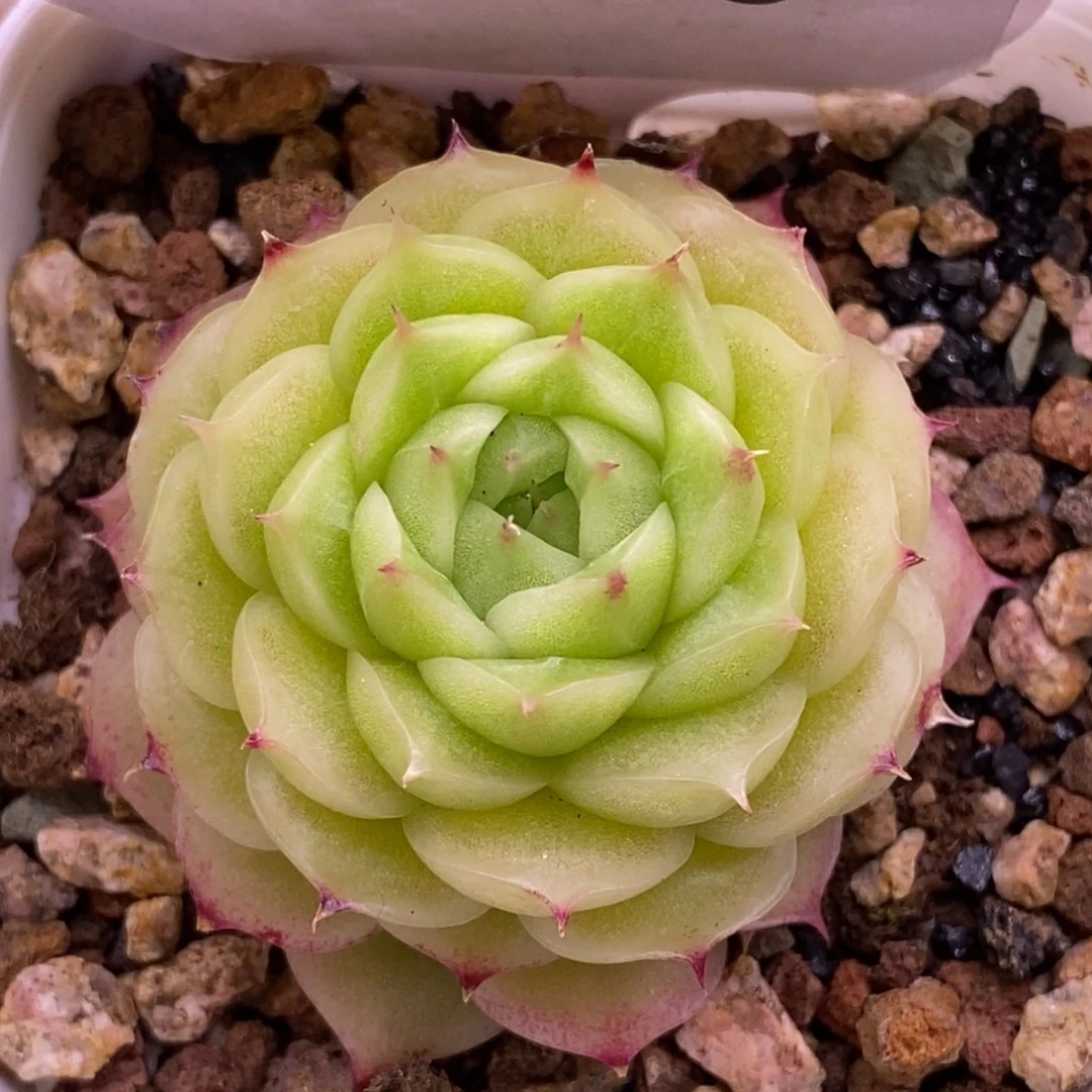 【闪购商品】07-96阿祖