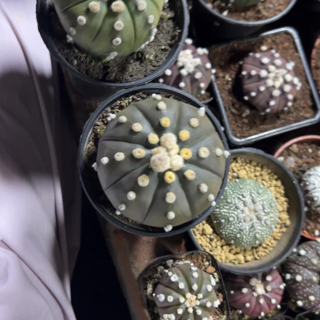 黄***截3333333333333