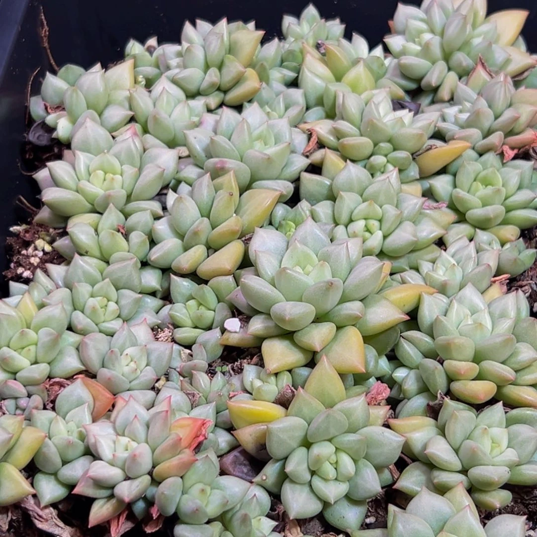 689多肉葡萄的价格是多少
