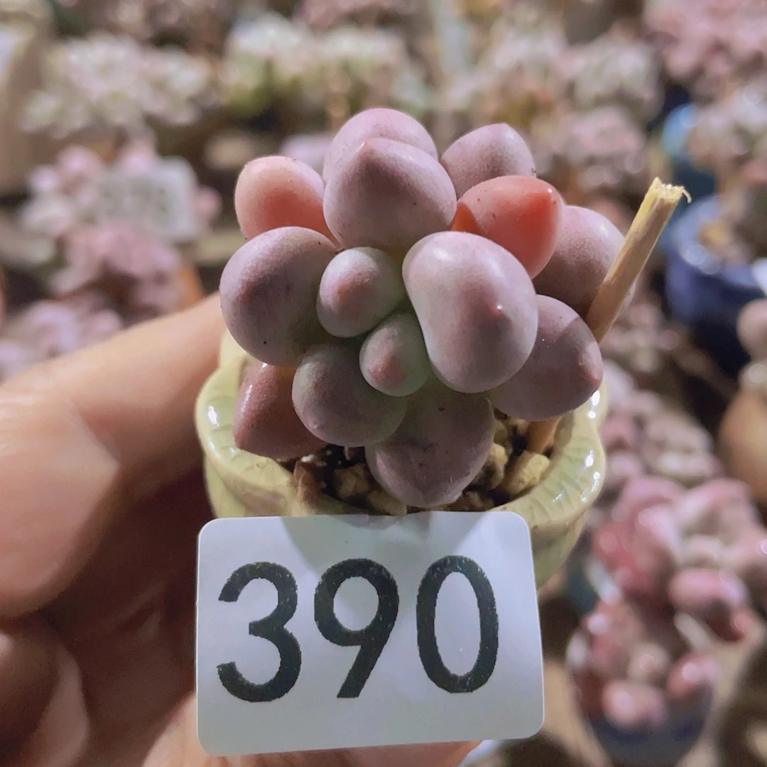 奶尖多肉多肉植物