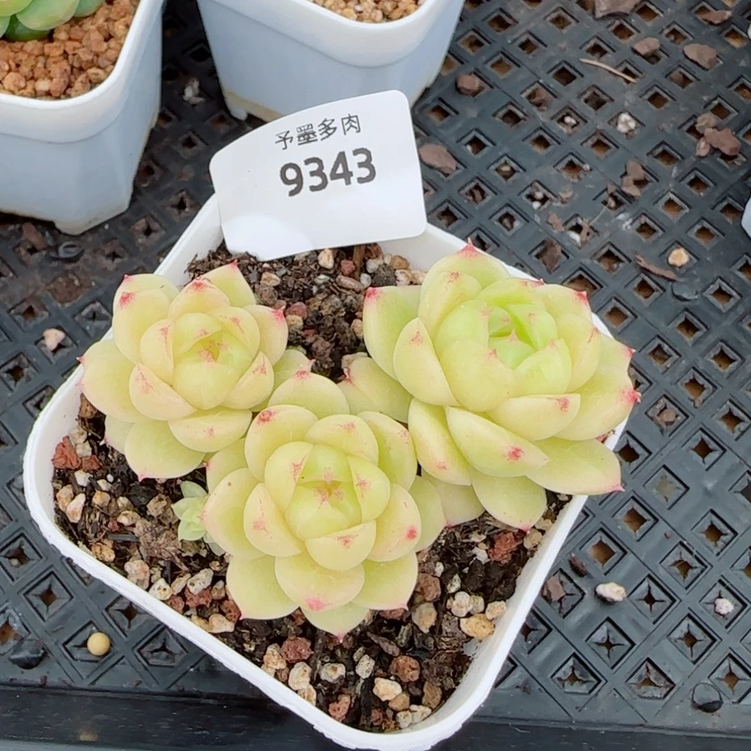 冰云群，9343多肉植物