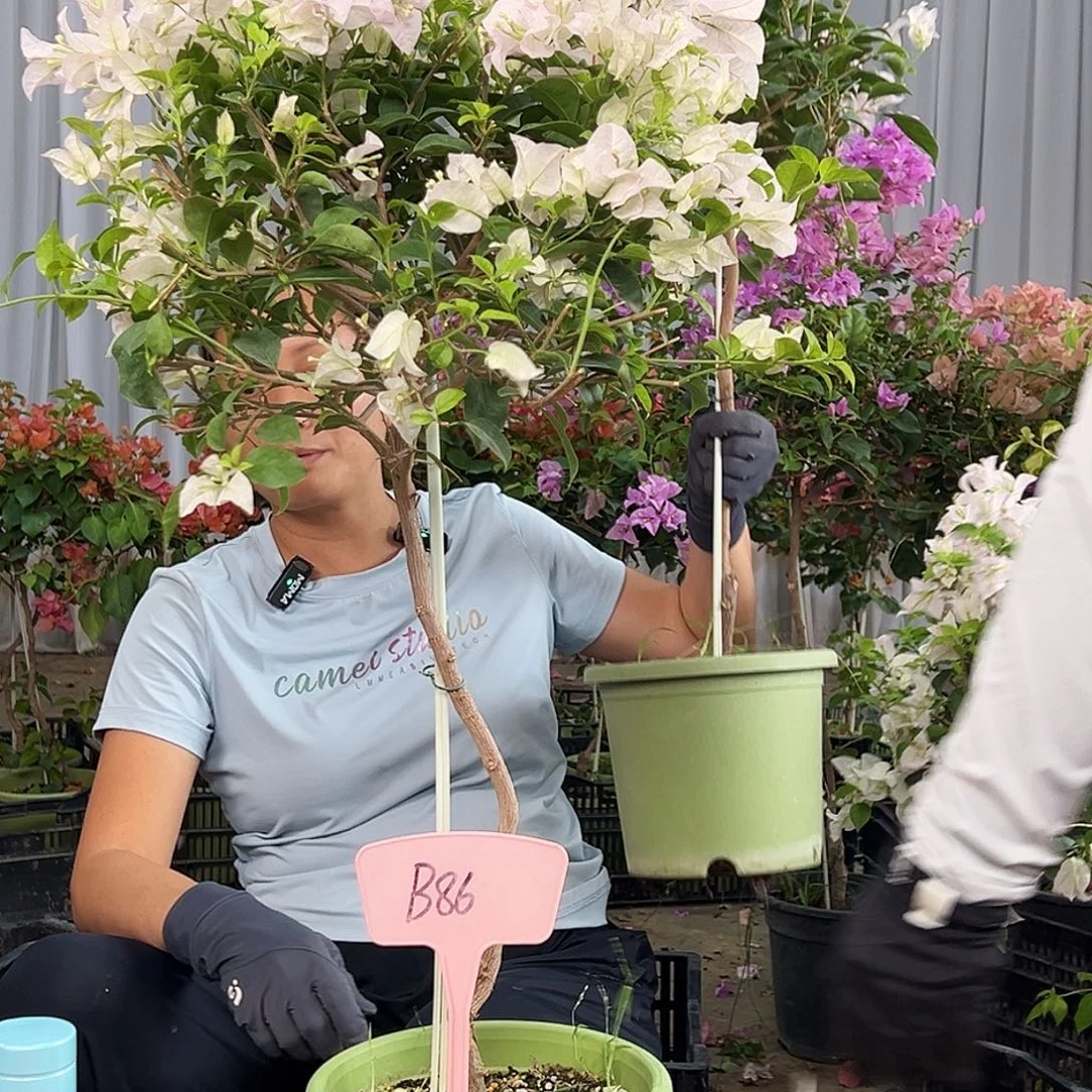 一***北完全开放B86苹果苹果