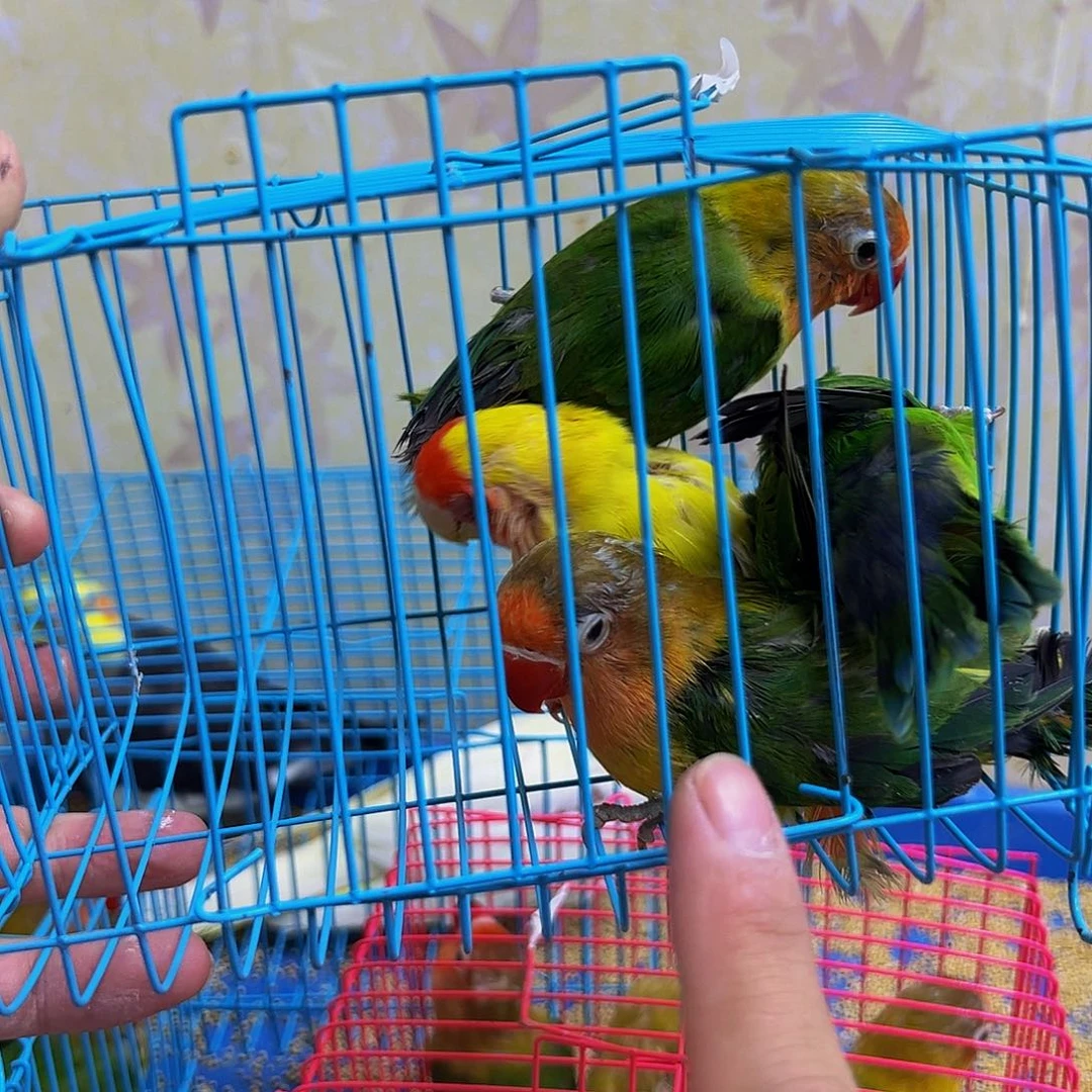 桃脸牡丹鹦鹉单眼伤风牡丹四只76包活到家