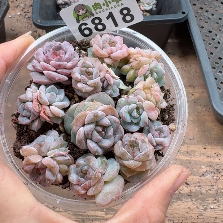 果*呀多肉植物多肉植物