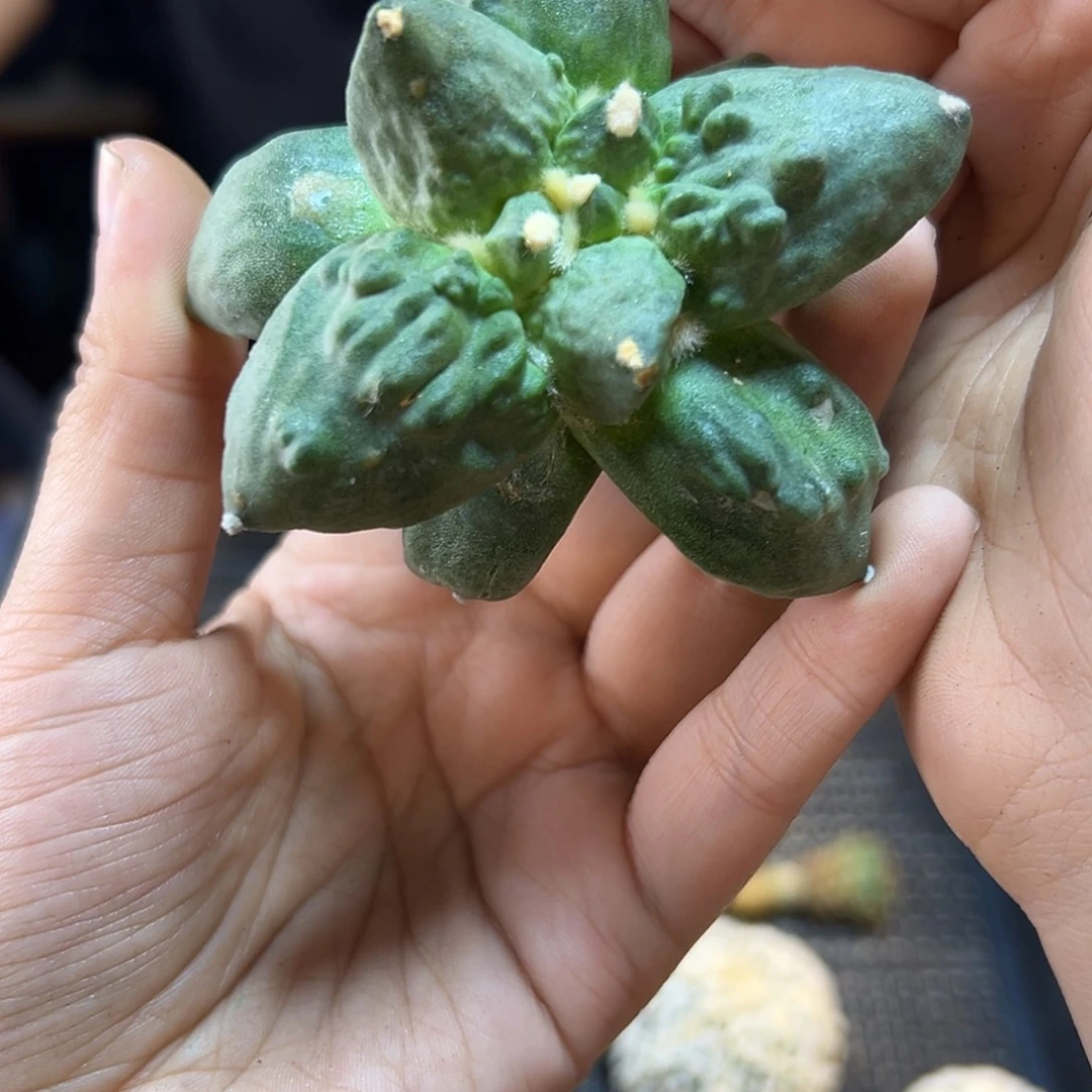 6号苗接村主怒无根7公分