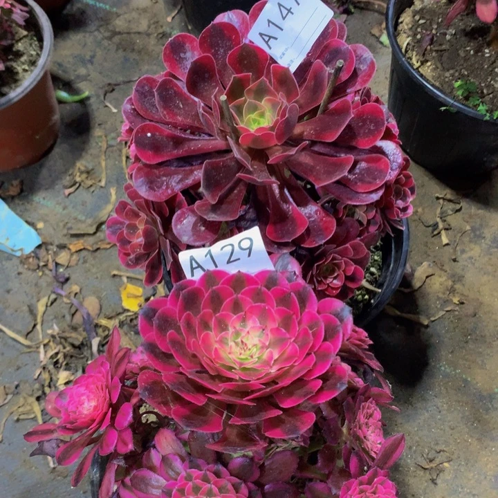 爱****！145 1290000000000000