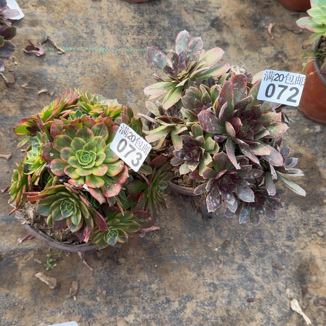 江*多肉072+073满20包邮断枝不包瑕疵