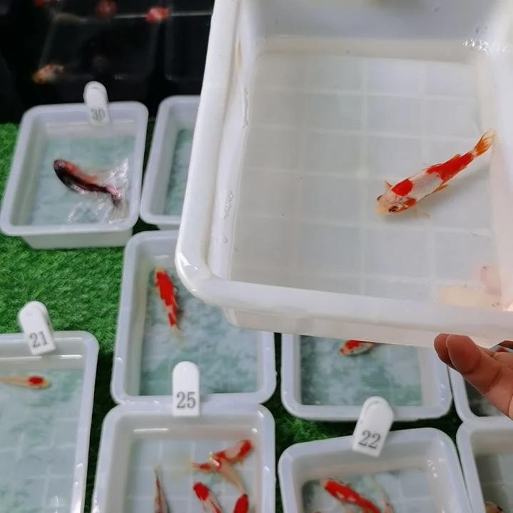 海水中****地福利专场