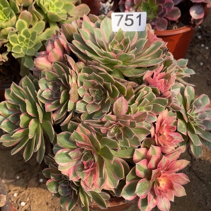 无花朵751多肉植物黑魔锦