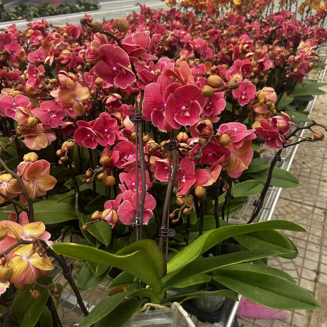 【花之漫】（心想事橙）两颗保四花剑3.0寸双蝴蝶兰花卉室内桌面盆栽