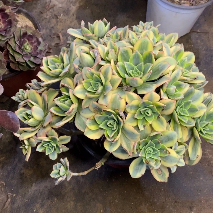 星爆多肉断头不包847