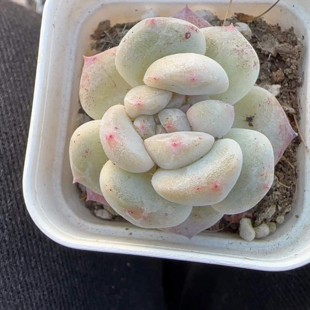 小卡拉米糖心一物一拍