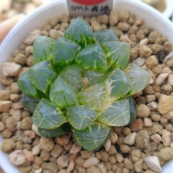 488号OM玉露锦一物一拍带盆土发货