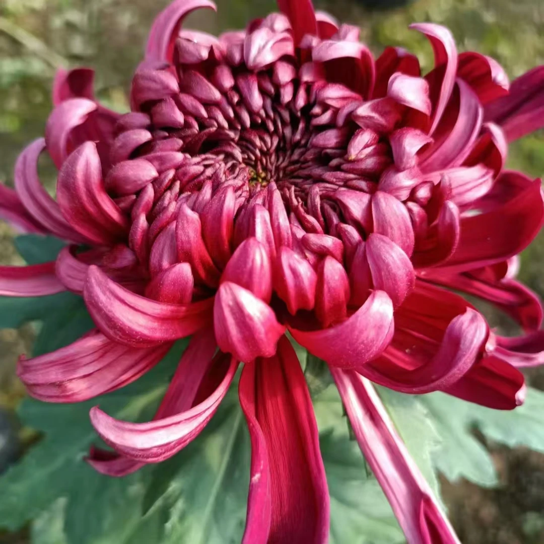 【墨萍】九月大菊花 当年开花 多年生宿根植物  土球发货