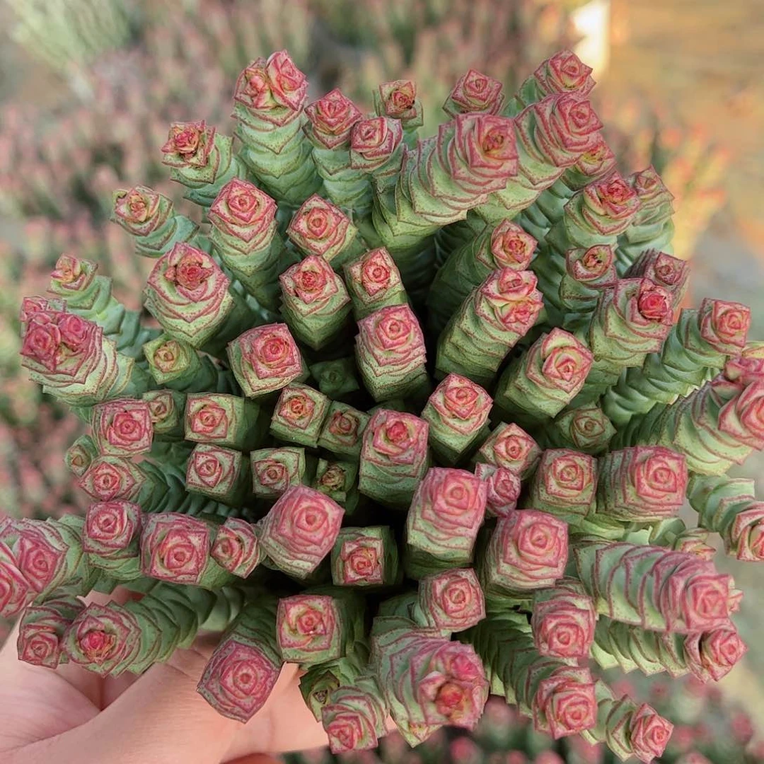 钱串散装带盆土发