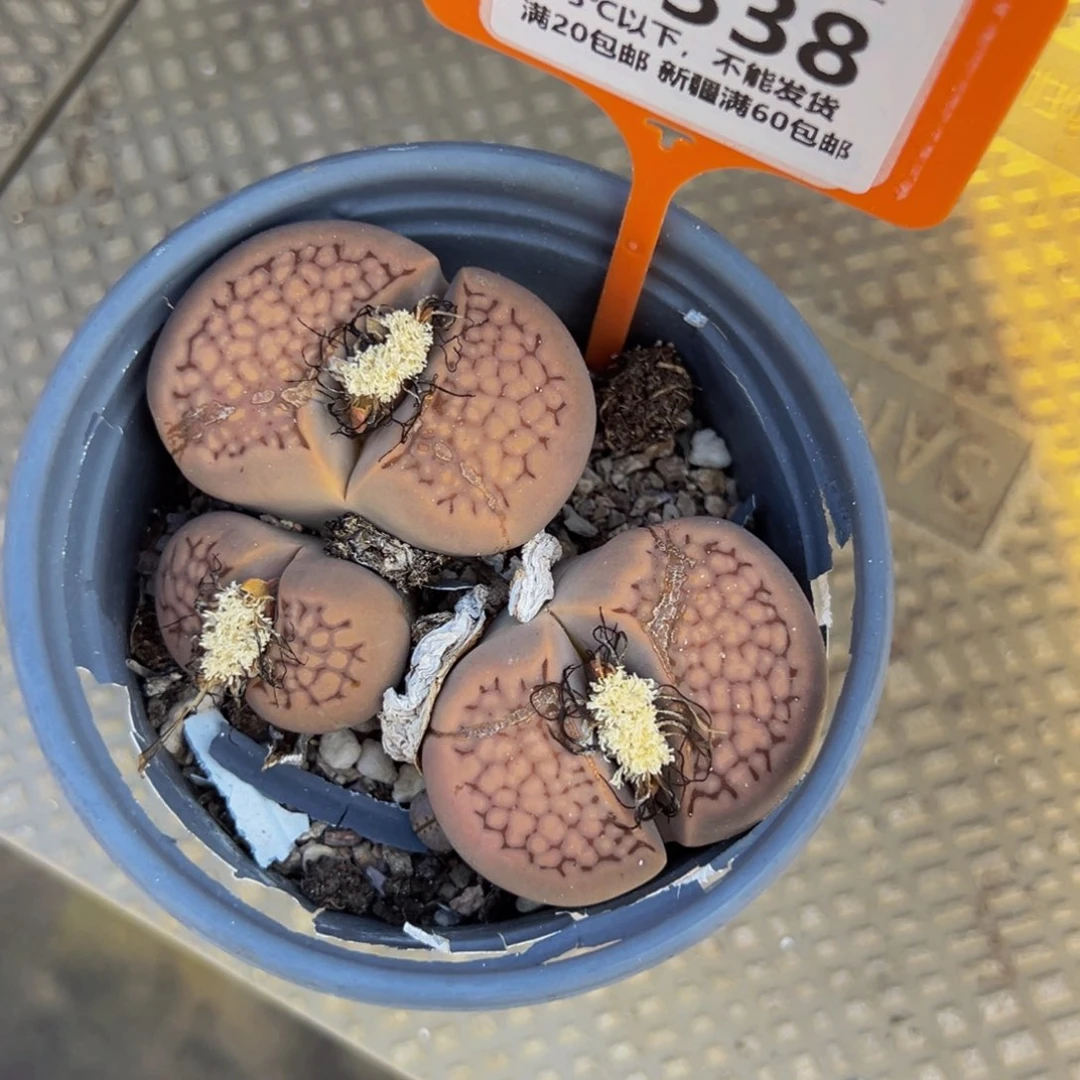 338 一物一拍，默认有伤，介意勿拍，不退不换