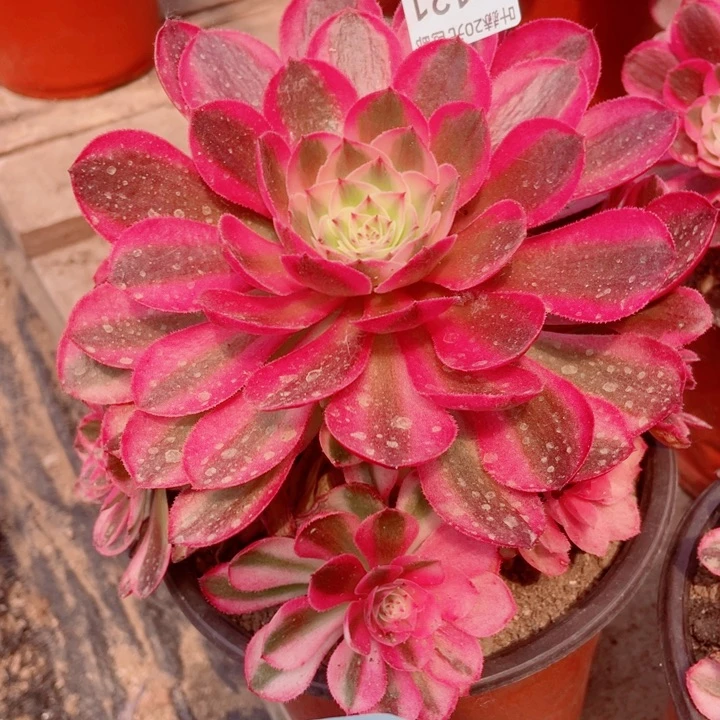 121倾城多肉12345578