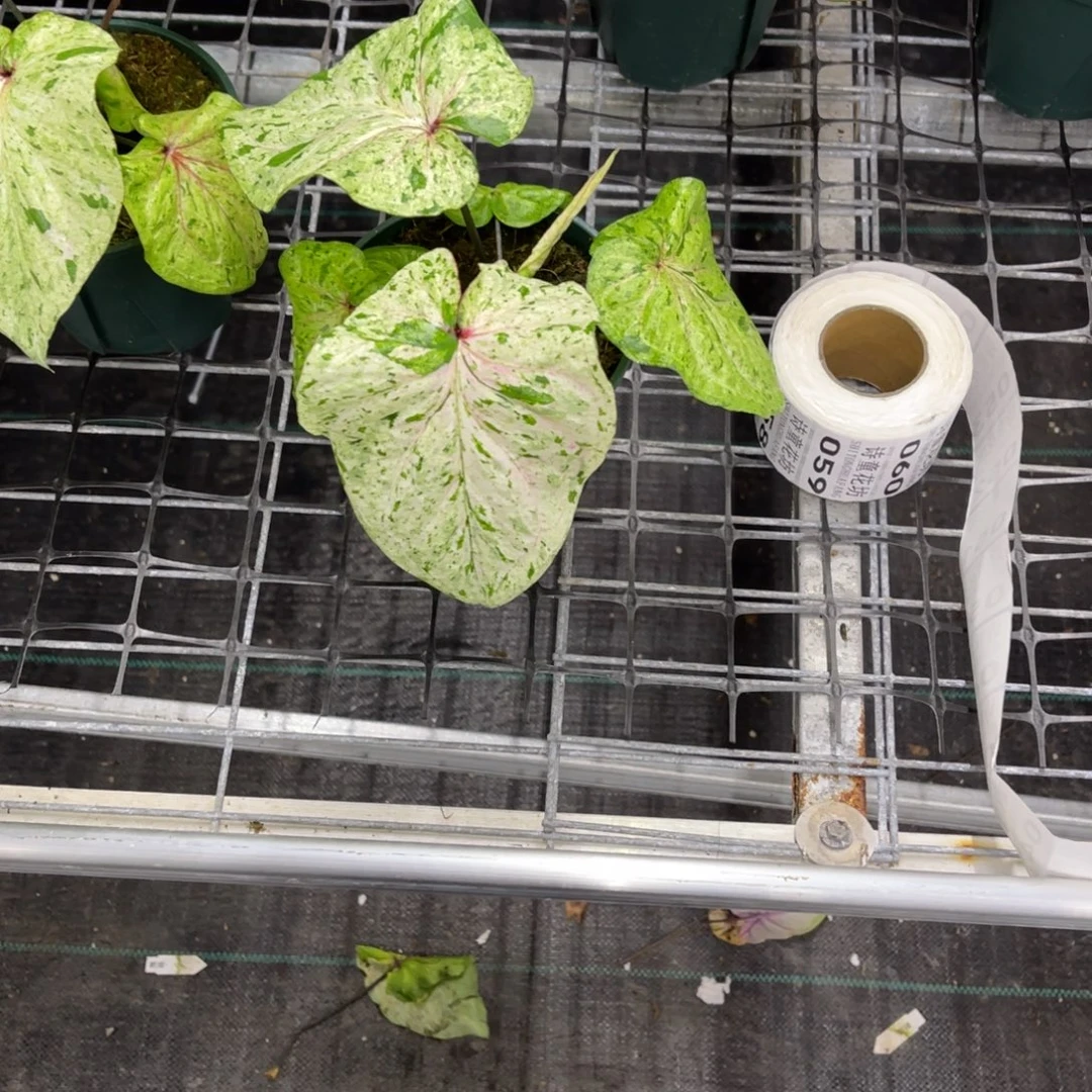 浮***生无花朵             036薄荷糖不包售后