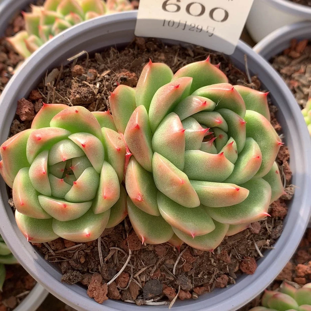 【闪购商品】云600号