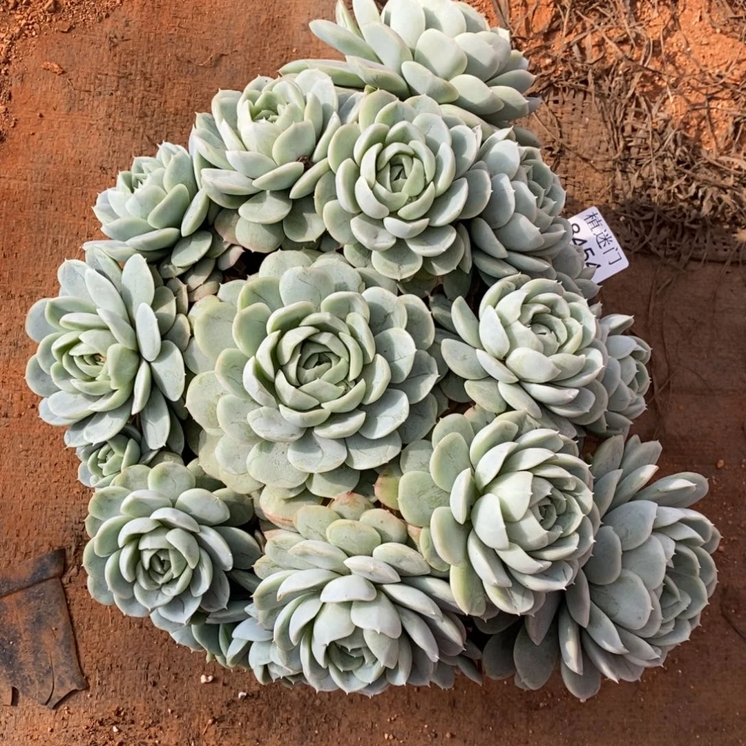 倚****不包整散掉头8454~26厘米~带土球发货