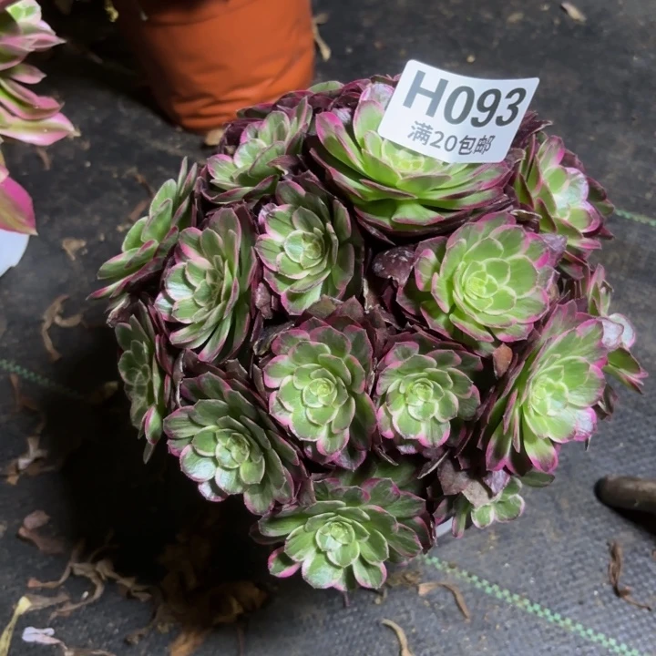 瑞妈一物一拍093