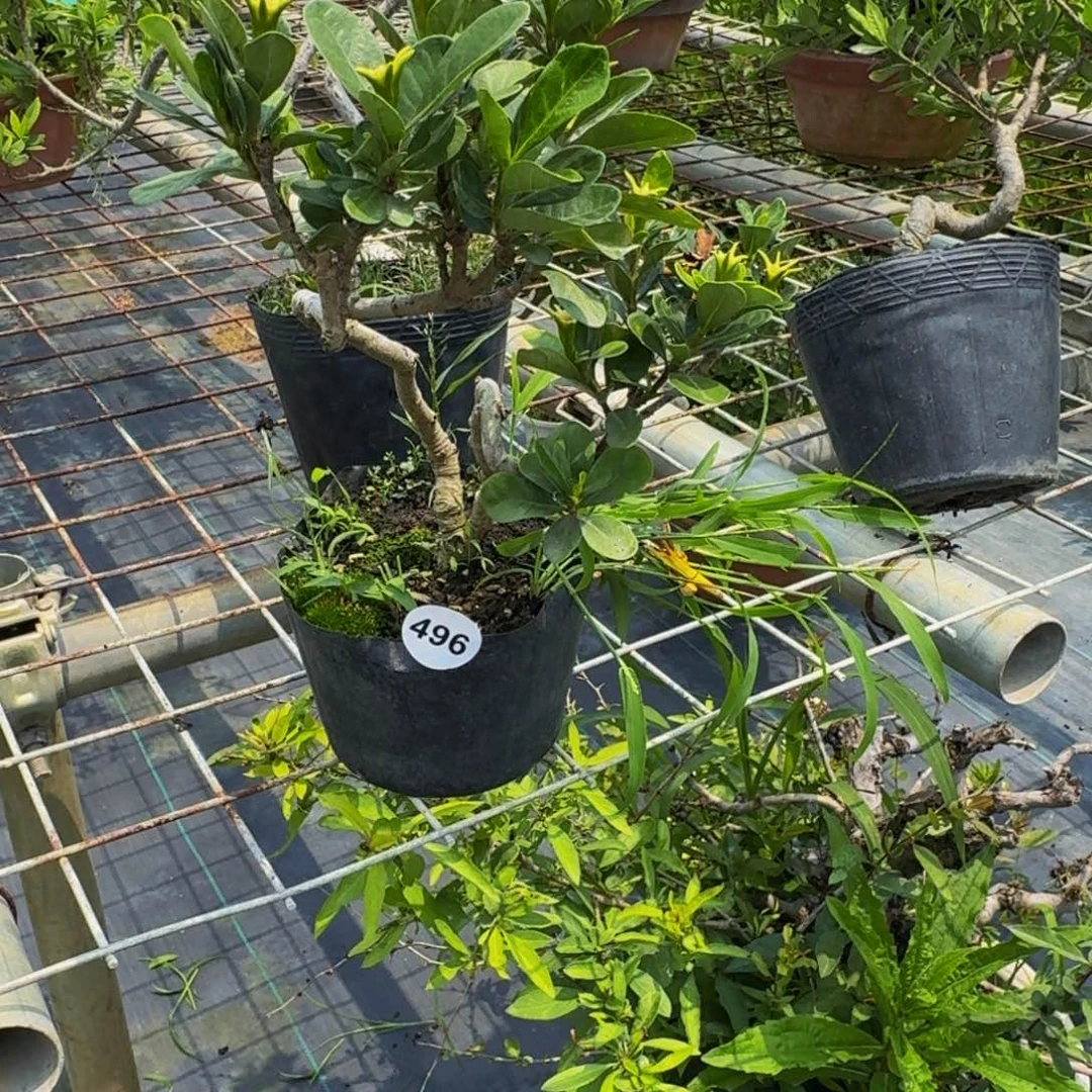 、*z496顺丰到付。