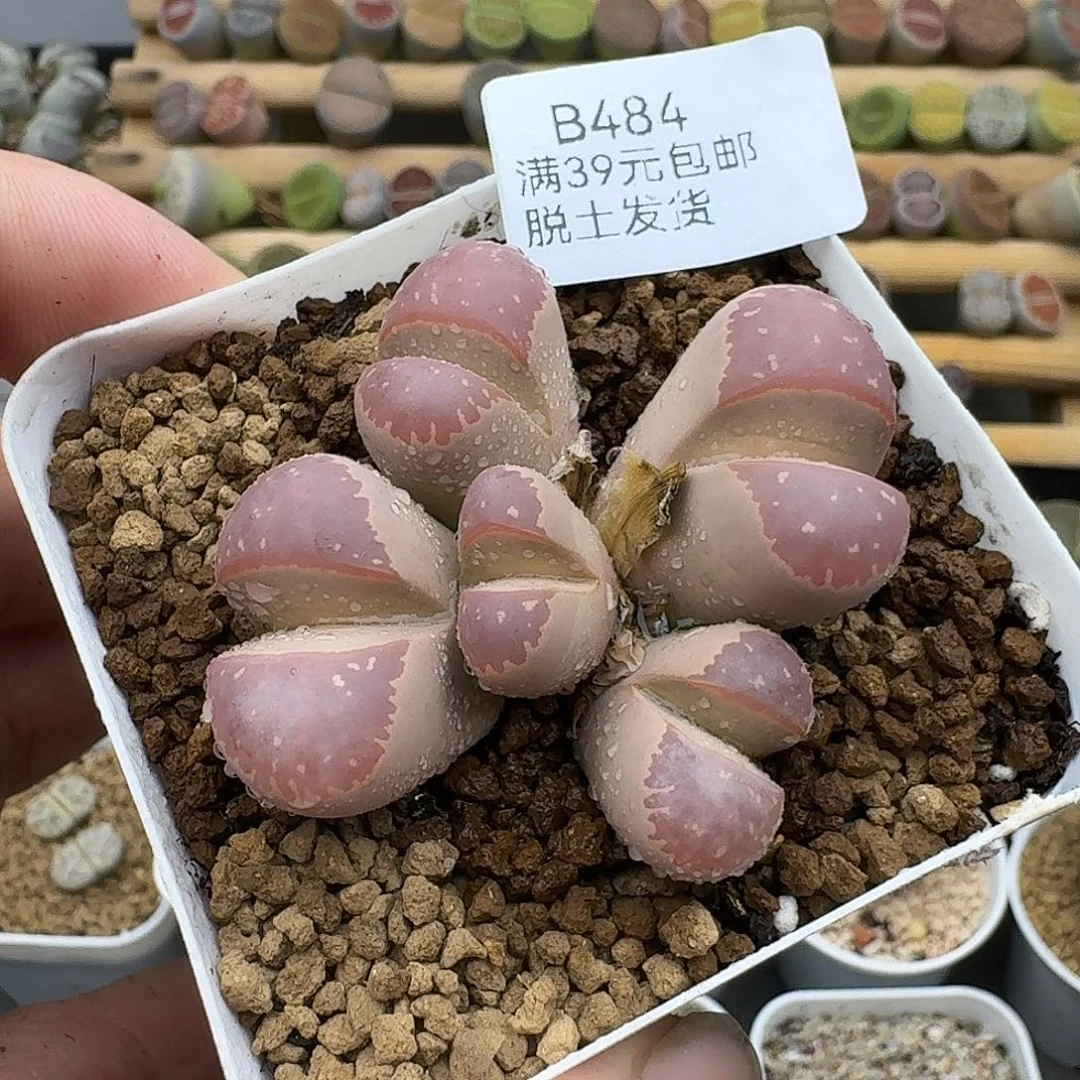 484多肉哈哈哈哈哈哈哈哈