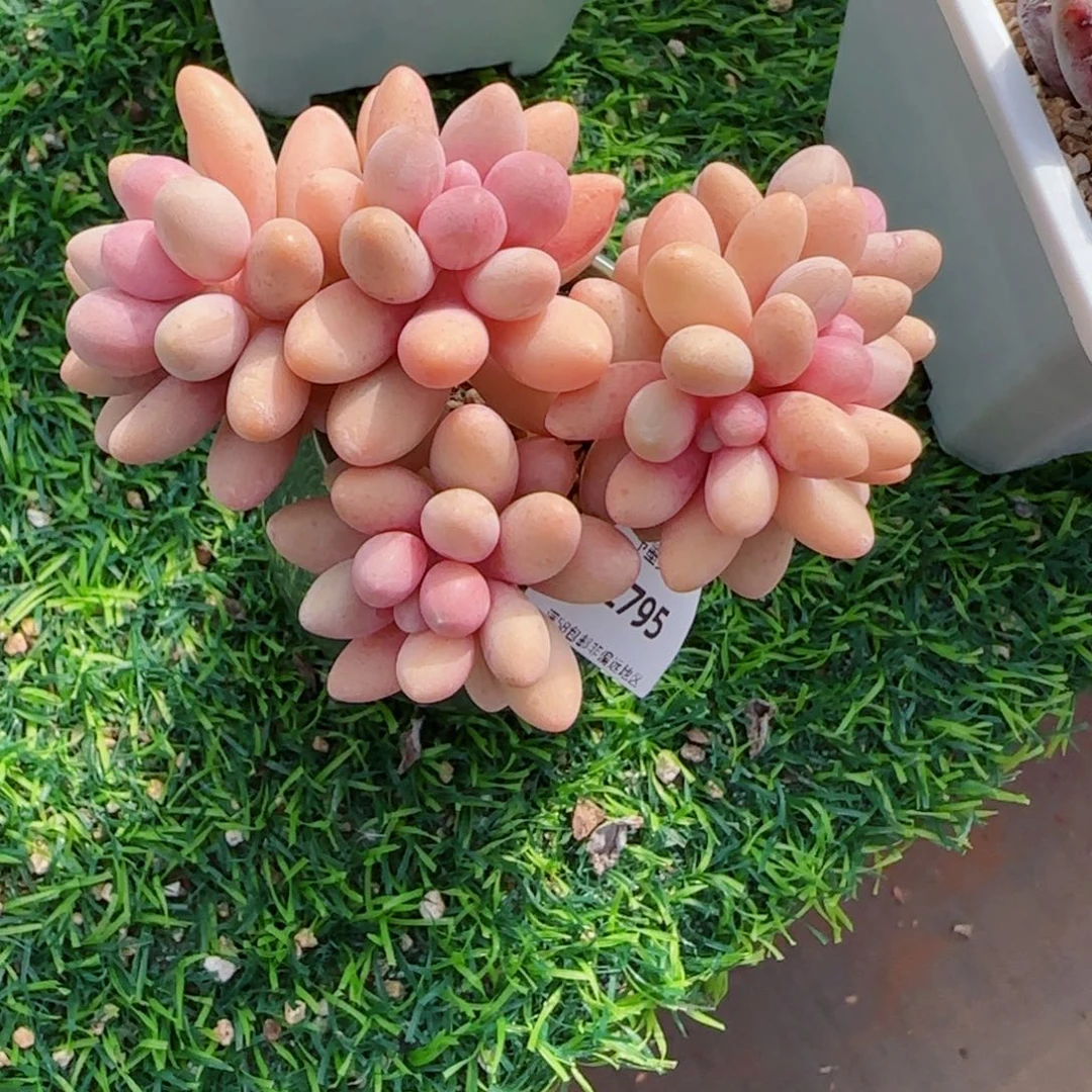 粉恋，2795多肉植物