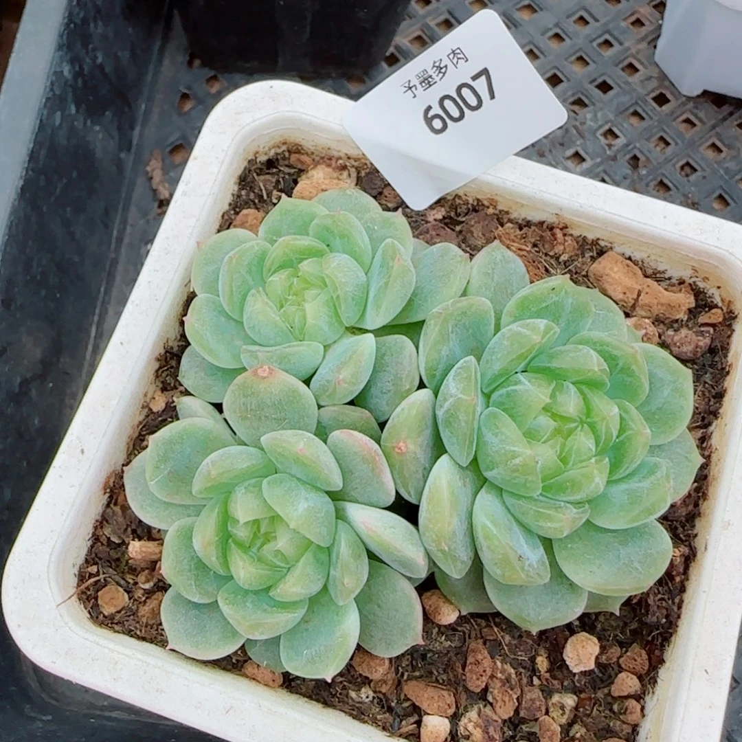 泼天福贵，6007多肉植物