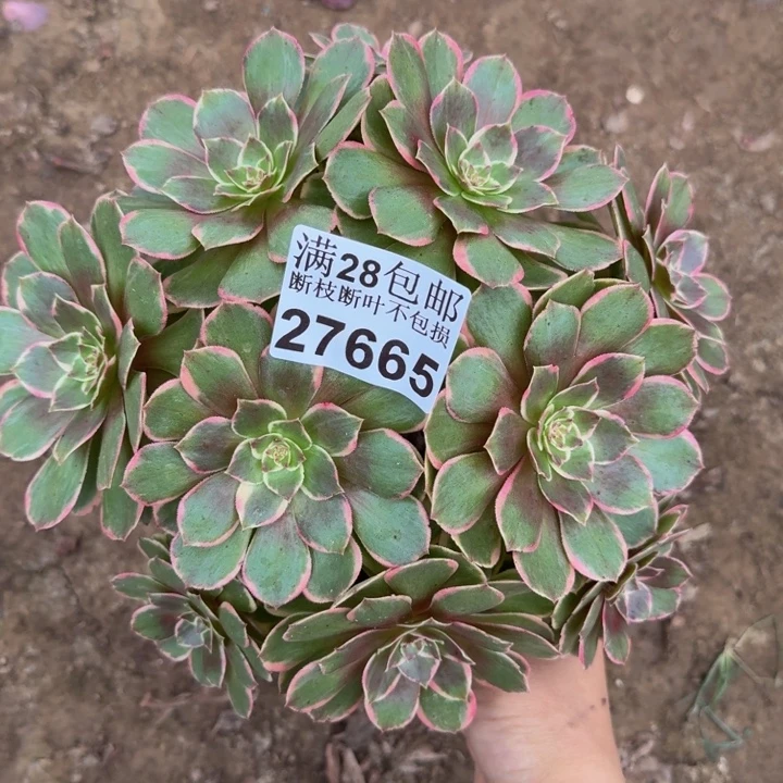 27665南花妖不包段枝