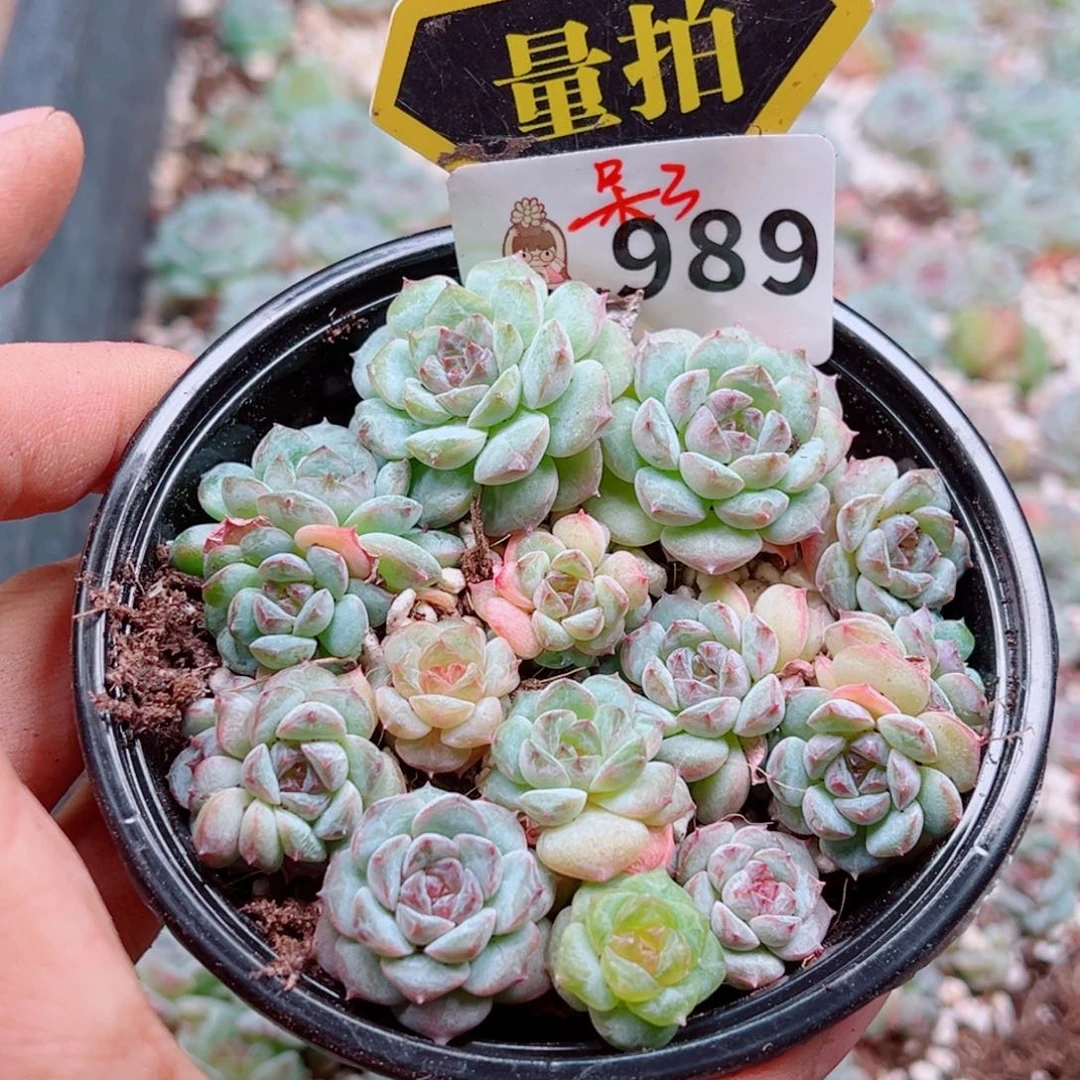 多肉植物多肉植物