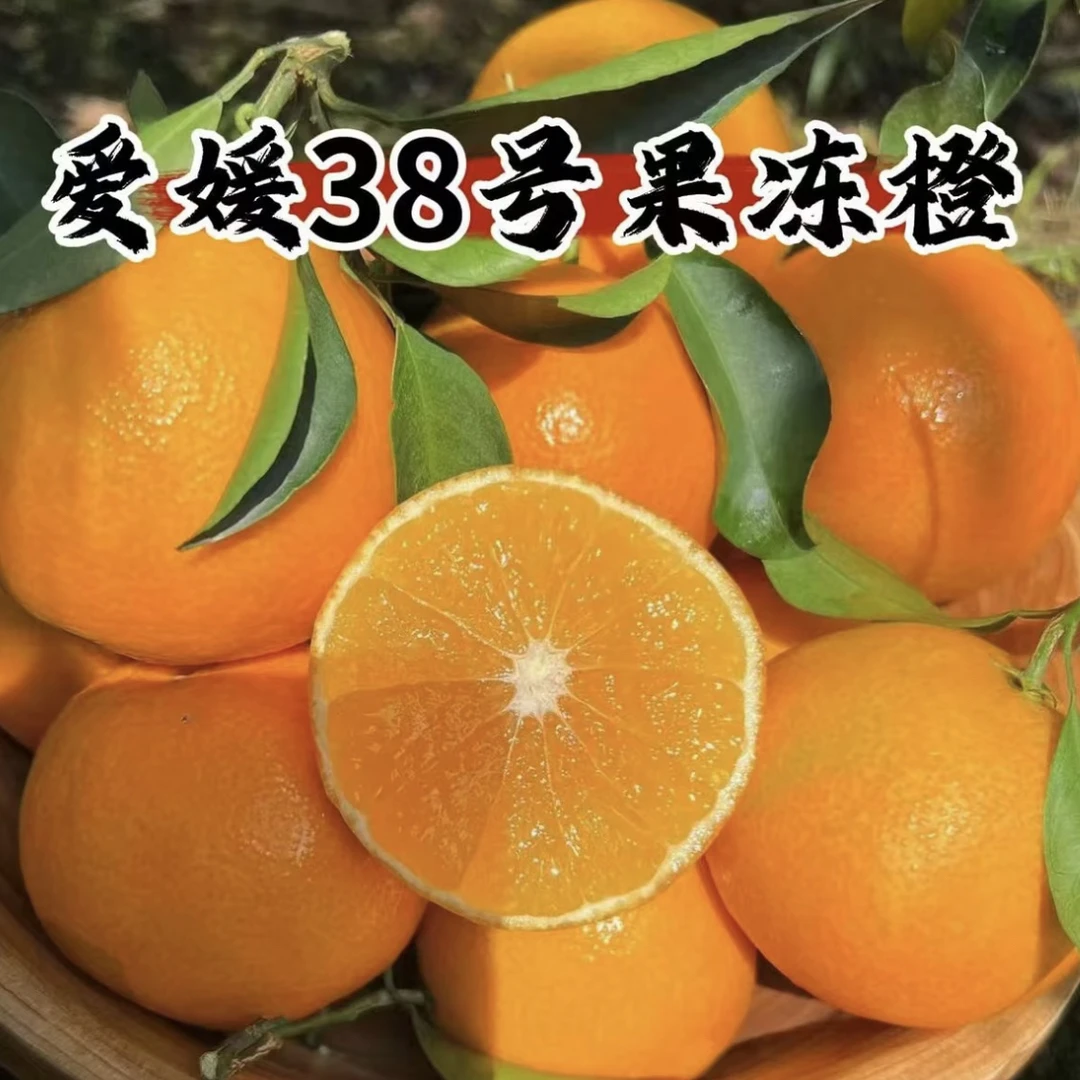 【四川眉山】产地直发爱媛38号果冻橙核心产区黄金酸甜9分甜1分酸